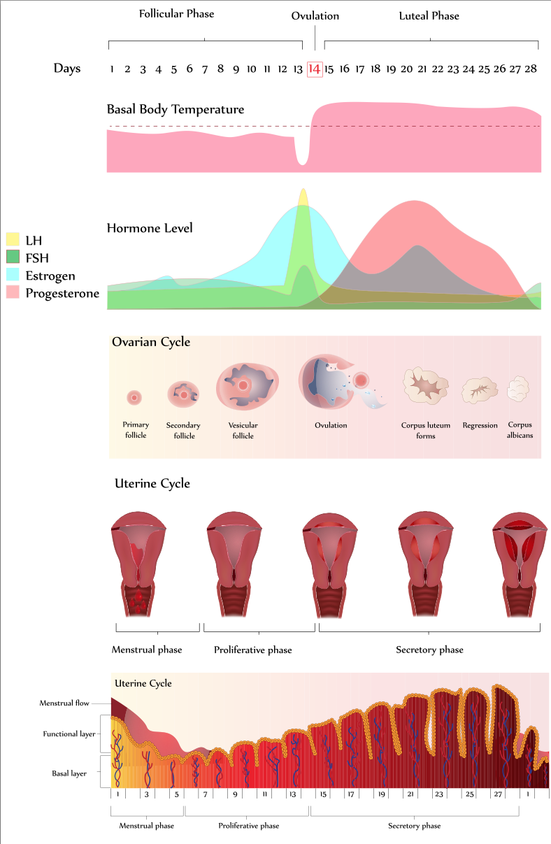 abnormal period spotting