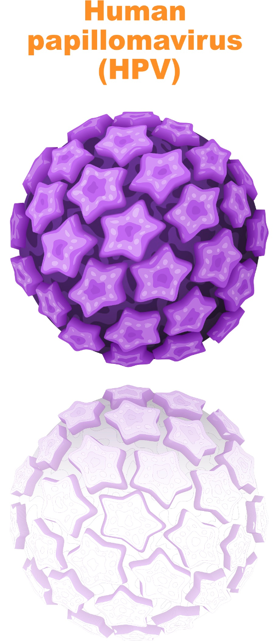 human papillomavirus dna negi genitale cum se infectează